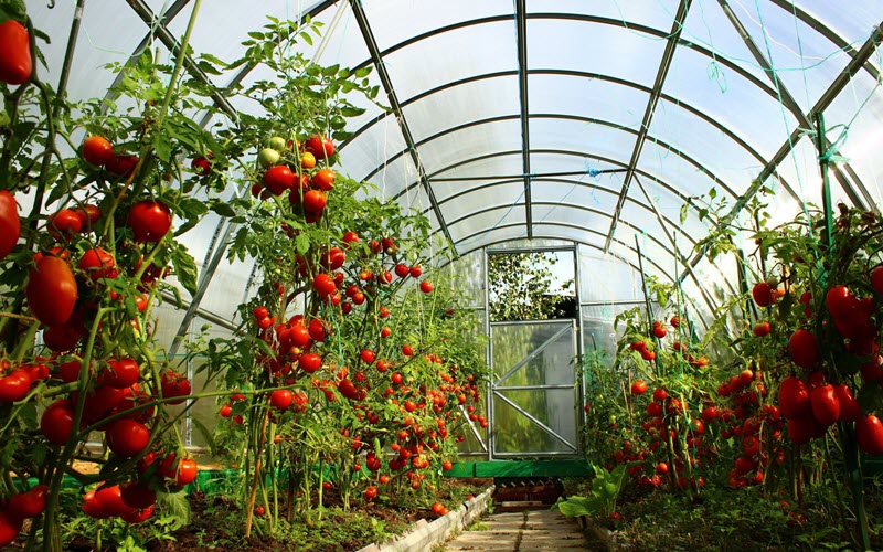 Весенние сроки посадки помидоров в теплице — когда и как правильно сажать?
